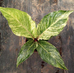 Anthurium hookeri variegated TC | Grower's Choice, Macau Collection