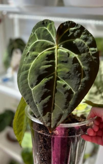 Anthurium black velvet XForgetii TC | Grower's Choice, Macau Collection