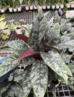 Apoballis acuminatissima lavallaei TC | Grower's Choice, Macau Collection