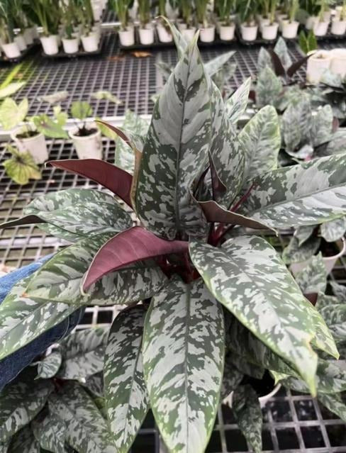Apoballis acuminatissima lavallaei TC | Grower's Choice, Macau Collection