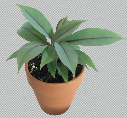 Ardisia ‘Blue Ecuador’ TC | Grower's Choice, Macau Collection