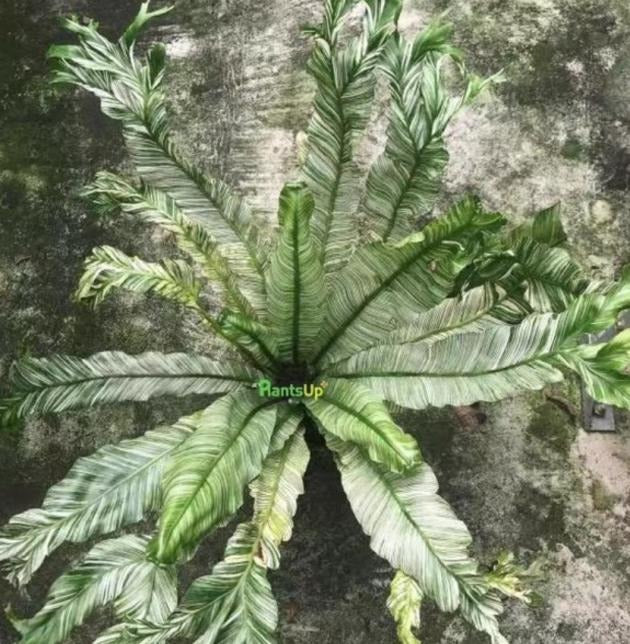 Asplenium nidus variegated TC | Grower's Choice, Macau Collection