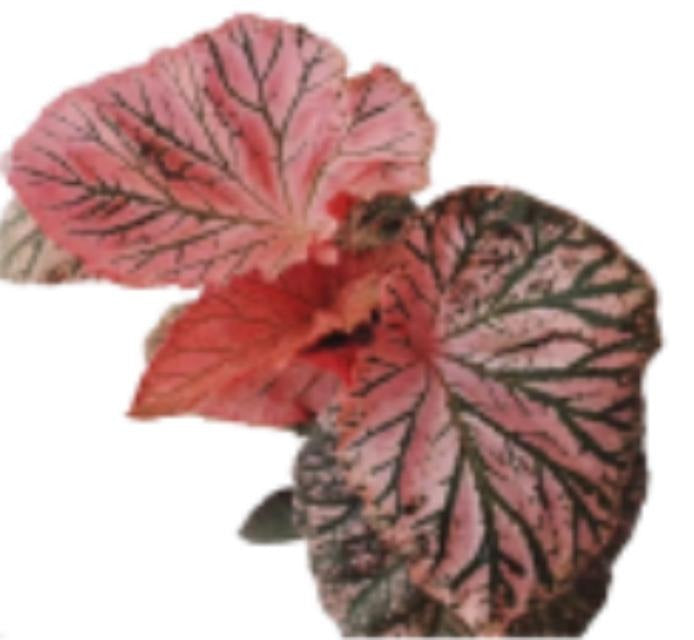 Begonia midnight sunshine TC | Grower's Choice, Macau Collection