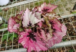 Begonia ‘Ruby Slippers’ TC | Grower's Choice, Macau Collection