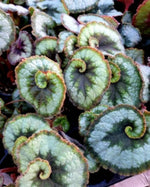 Begonia'Escargot' TC | Grower's Choice, Macau Collection