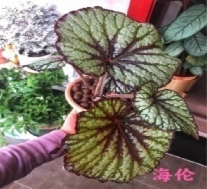Begonia Helen Lewis TC | Grower's Choice, Macau Collection