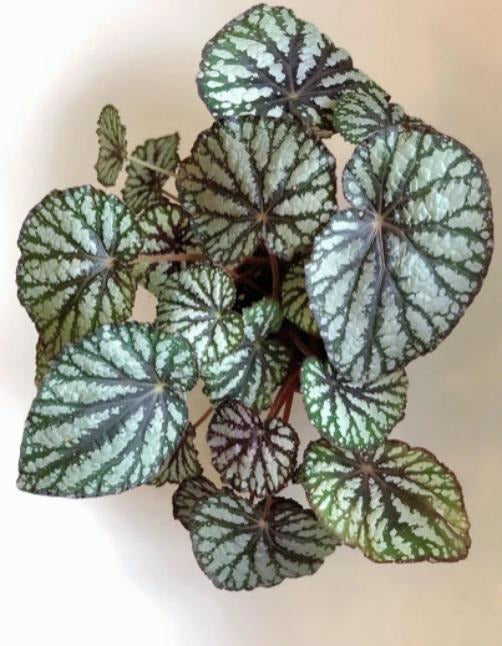 Begonia Rex TC | Grower's Choice, Macau Collection