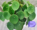 Begonia Scapigera TC | Grower's Choice, Macau Collection