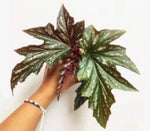 Begonia sophiececile TC | Grower's Choice, Macau Collection
