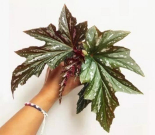 Begonia sophiececile TC | Grower's Choice, Macau Collection