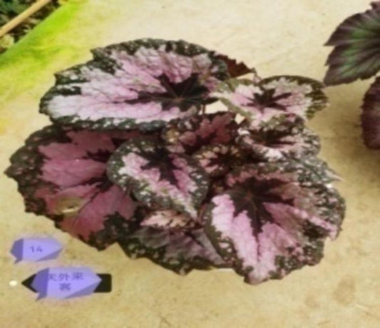 Begonia Fromsky TC | Grower's Choice, Macau Collection