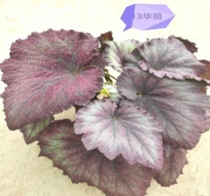 Begonia Beauty TC | Grower's Choice, Macau Collection