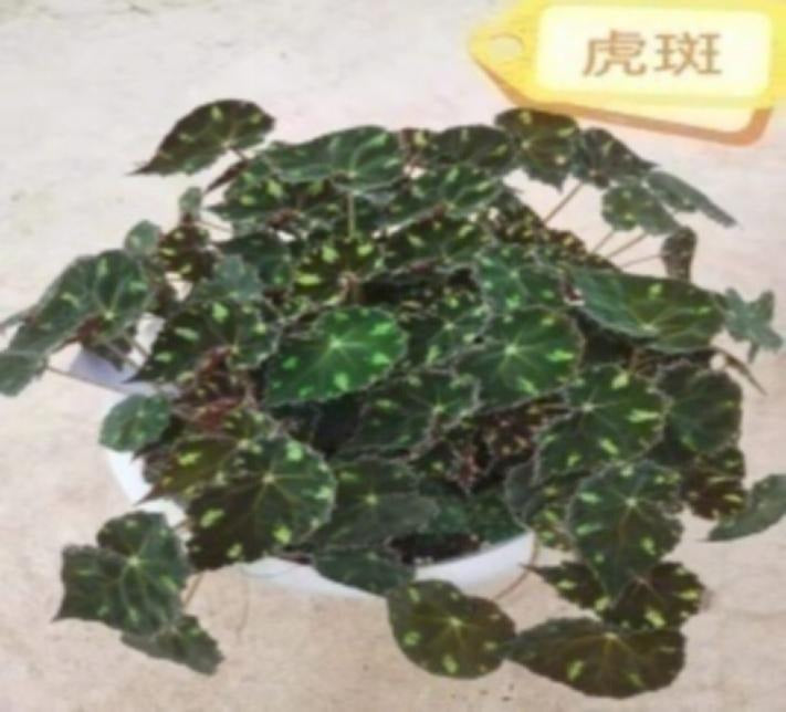 Begonia "Tiger Kitten" TC | Grower's Choice, Macau Collection