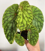 Begonia Chlorosticta TC | Grower's Choice, Macau Collection