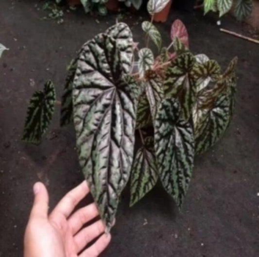 Begonia versicolor Irmsch TC | Grower's Choice, Macau Collection