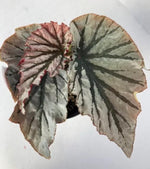 Begonia Looking Glass TC | Grower's Choice, Macau Collection