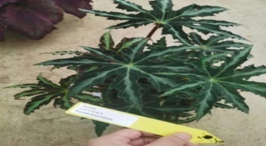 Begonia Heracleifolla TC | Grower's Choice, Macau Collection