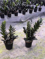 Black zz plants TC | Grower's Choice, Macau Collection
