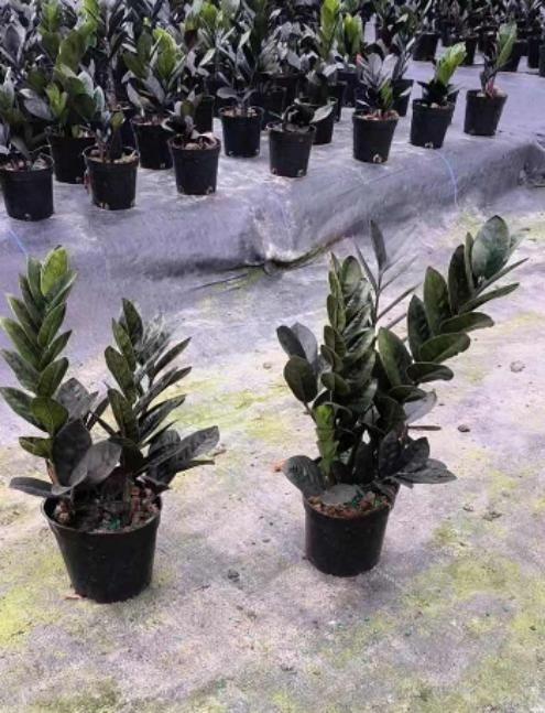 Black zz plants TC | Grower's Choice, Macau Collection