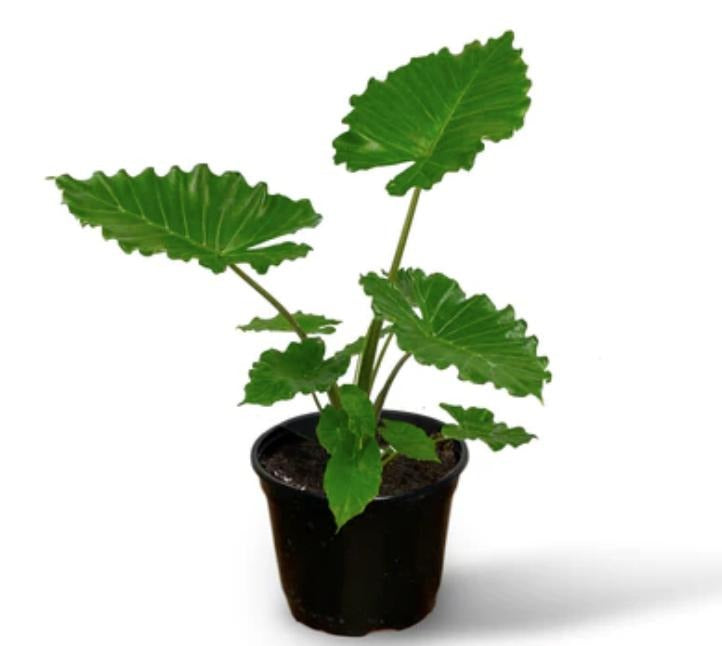 California Alocasia TC | Grower's Choice, Macau Collection