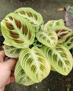 Calathea Maranta Leuconeura Lemon Lime Variegated TC | Grower's Choice, Macau Collection