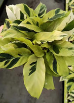 Calathea Yellow Fusion TC | Grower's Choice, Macau Collection
