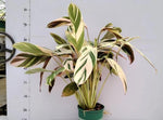 Calathea Watercolor TC | Grower's Choice, Macau Collection