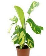 Calathea Ctenathe Lubbersiana TC | Grower's Choice, Macau Collection