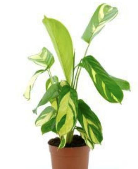 Calathea Ctenathe Lubbersiana TC | Grower's Choice, Macau Collection