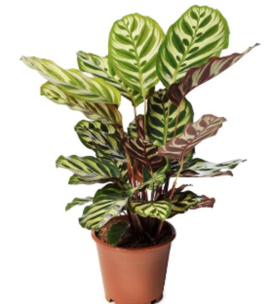 Calathea Makoyana TC | Grower's Choice, Macau Collection