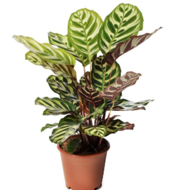 Calathea Makoyana TC | Grower's Choice, Macau Collection