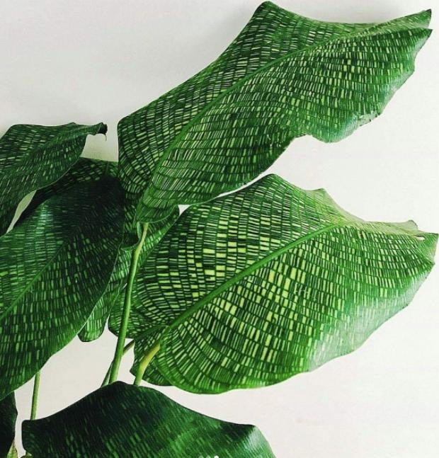 Calathea musaica (W. Bull.) TC | Grower's Choice, Macau Collection