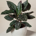 Calathea Ornata TC | Grower's Choice, Macau Collection