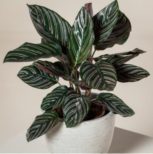 Calathea Ornata TC | Grower's Choice, Macau Collection