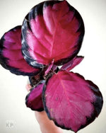 Calathea Crimson TC | Grower's Choice, Macau Collection