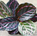 Calathea Dottie TC | Grower's Choice, Macau Collection
