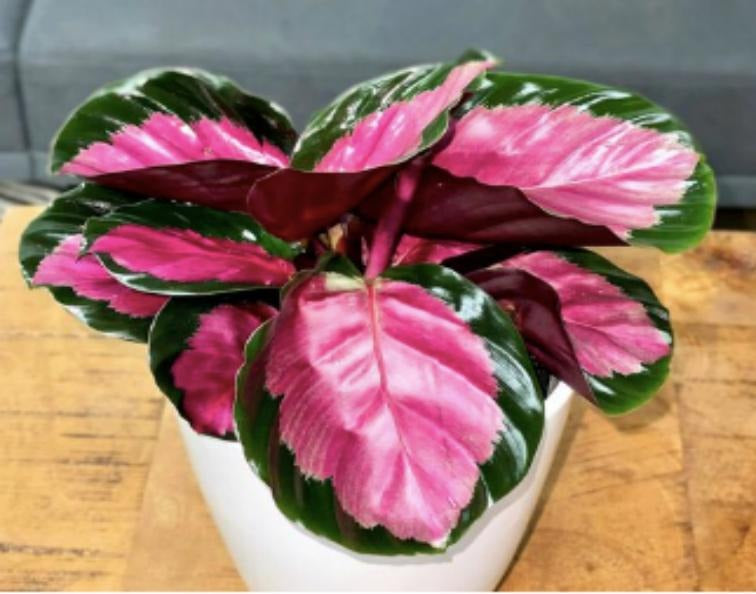 Calathea Rosy TC | Grower's Choice, Macau Collection