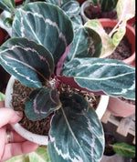 Calathea Rainbow TC | Grower's Choice, Macau Collection