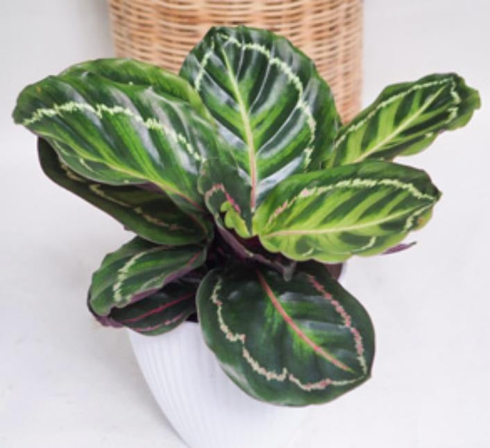 Calathea Illustris TC | Grower's Choice, Macau Collection