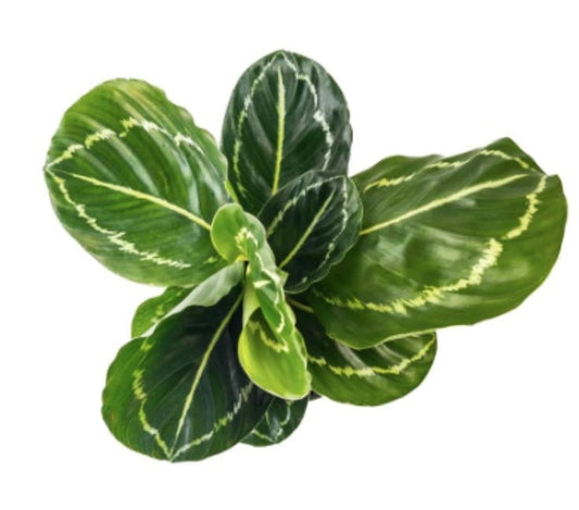 Calathea Green Lipstick TC | Grower's Choice, Macau Collection