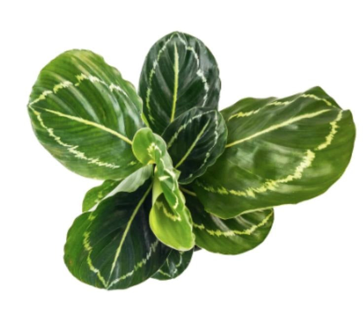 Calathea Green Lipstick TC | Grower's Choice, Macau Collection
