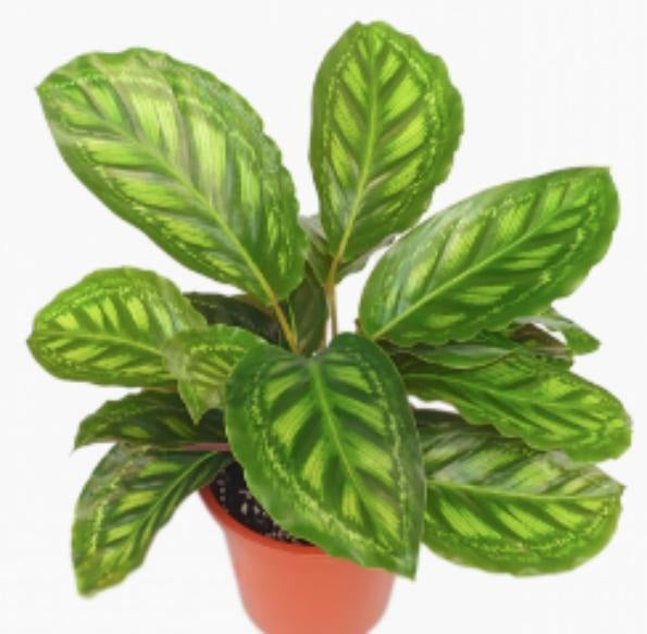 Calathea Flamestar TC | Grower's Choice, Macau Collection