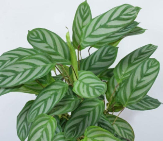 Calathea New Ctenathe Setosa TC | Grower's Choice, Macau Collection