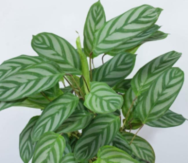 Calathea New Ctenathe Setosa TC | Grower's Choice, Macau Collection