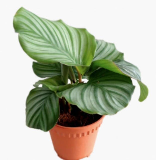 Calathea Orbifolia TC | Grower's Choice, Macau Collection