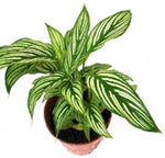 Calathea Vittata TC | Grower's Choice, Macau Collection