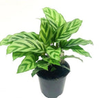 Calathea Freddy TC | Grower's Choice, Macau Collection