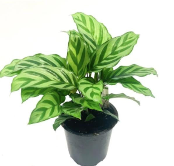 Calathea Freddy TC | Grower's Choice, Macau Collection