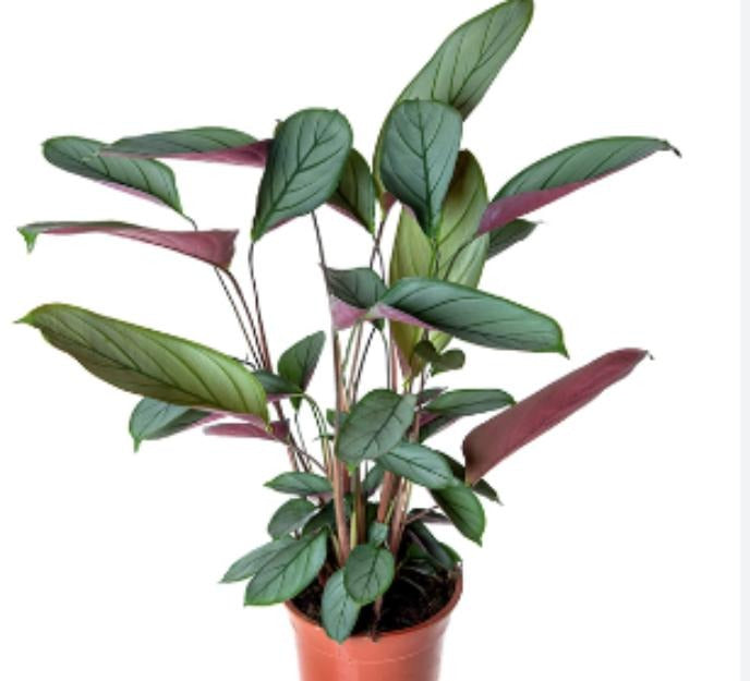 Calathea Ctenathe Setosa TC | Grower's Choice, Macau Collection