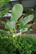 Calathea Lutea TC | Grower's Choice, Macau Collection